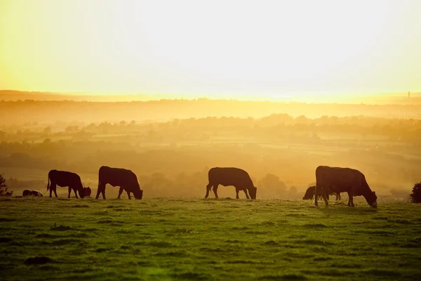 Крупного рогатого скота на закате — стоковое фото