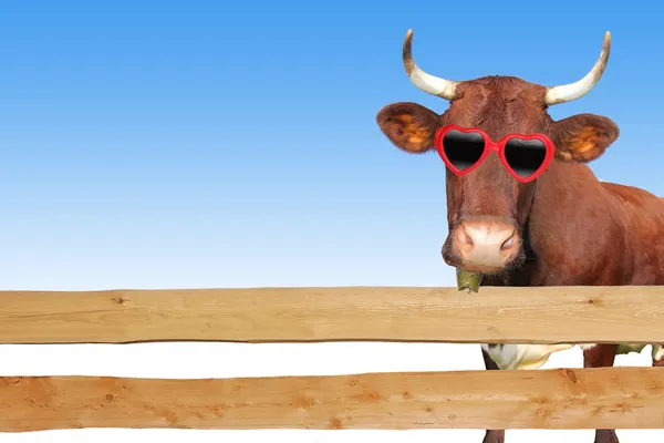 Забавная корова за деревянным забором Стоковое Изображение