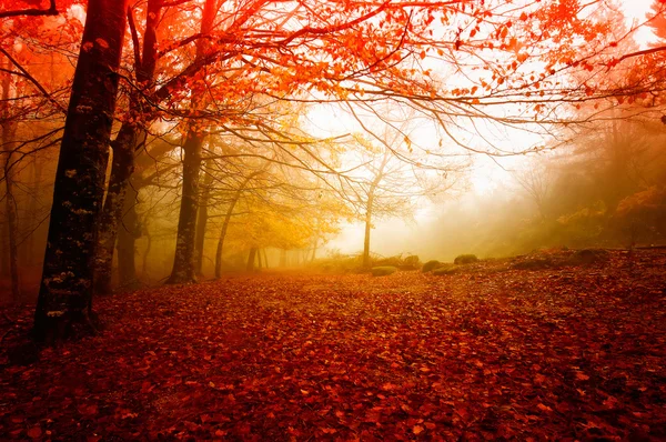Осень Стоковое Фото