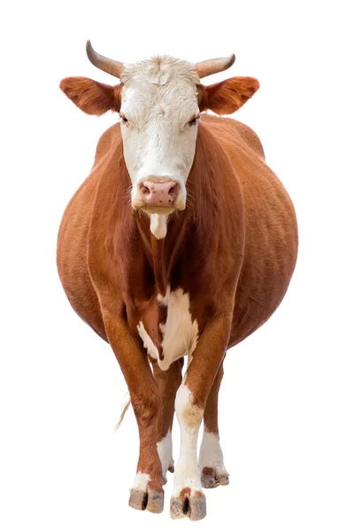 Корова, изолированная на белом Лицензионные Стоковые Изображения