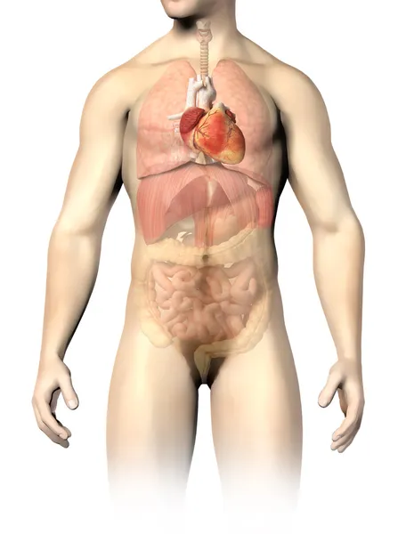 Замечен человек анатомии внутренних органов, с сердцем. отсечения ПА Лицензионные Стоковые Изображения