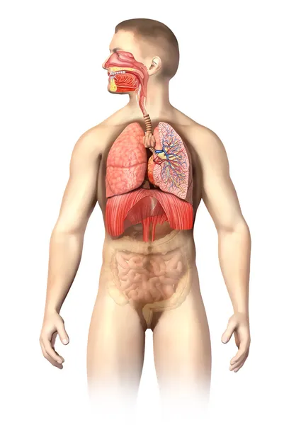 Человек Анатомия дыхательной системы выреза Стоковое Изображение