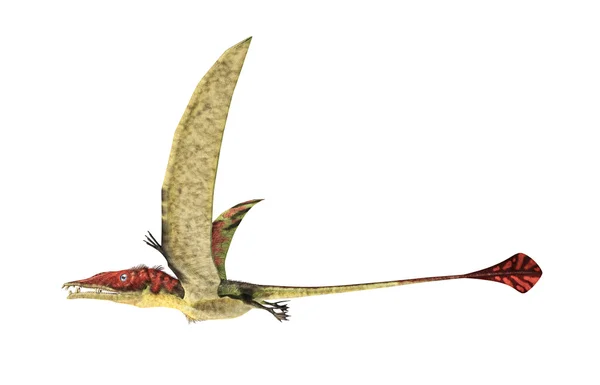 Eudimorphodon Летающий доисторических рептилий, фотореалистичные represe — стоковое фото