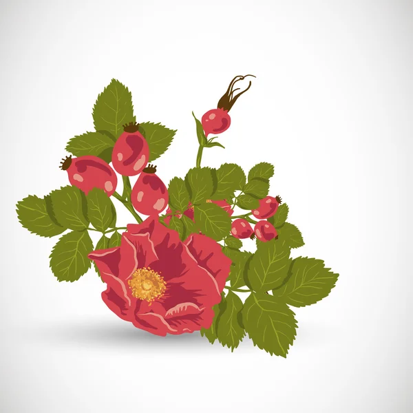 Цветочный фон с дикой розы — стоковый вектор