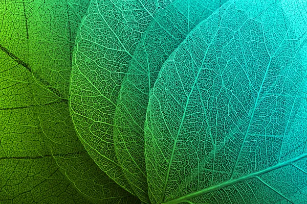 Макро листья фон Стоковая Картинка