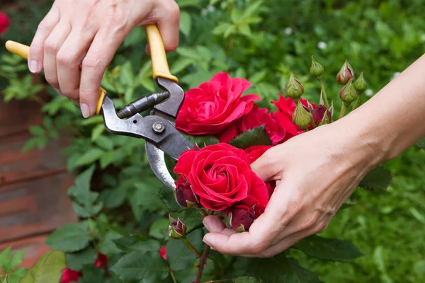 Красная роза резки — стоковое фото