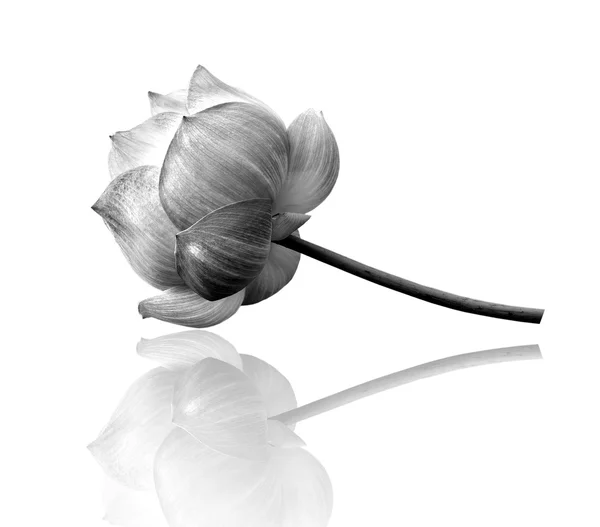 Цветок лотоса в черно-белом Лицензионные Стоковые Фото