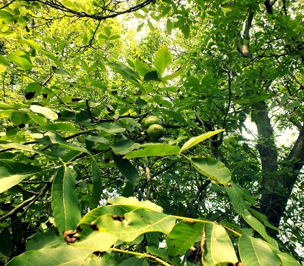 Ореховое дерево в конце лета — стоковое фото