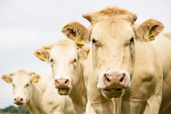 Три коричневых коровы, смотрящие на камеру Лицензионные Стоковые Фото