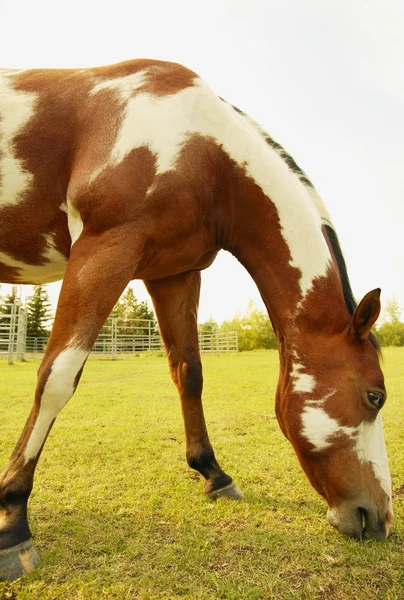 Задевание лошади — стоковое фото