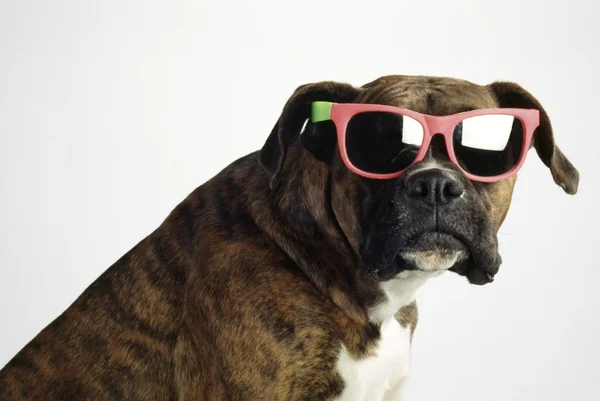 Боксер носить солнцезащитные очки — стоковое фото
