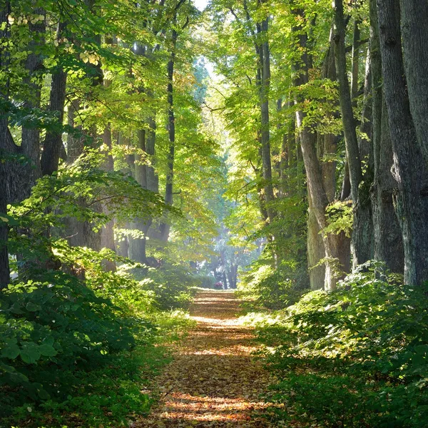Дорога в красивом лесу Стоковое Изображение