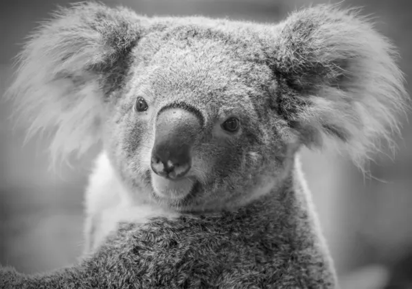 Австралийский коала медведь, черно-белые тона Лицензионные Стоковые Изображения