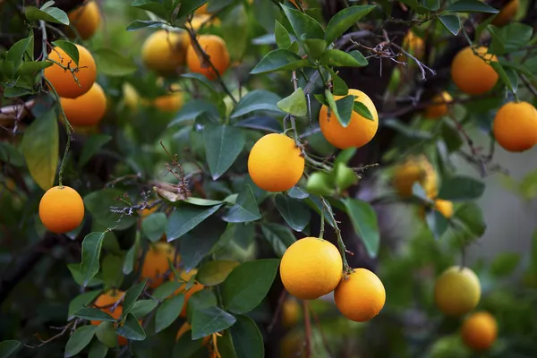 Апельсиновые деревья в Марокко — стоковое фото