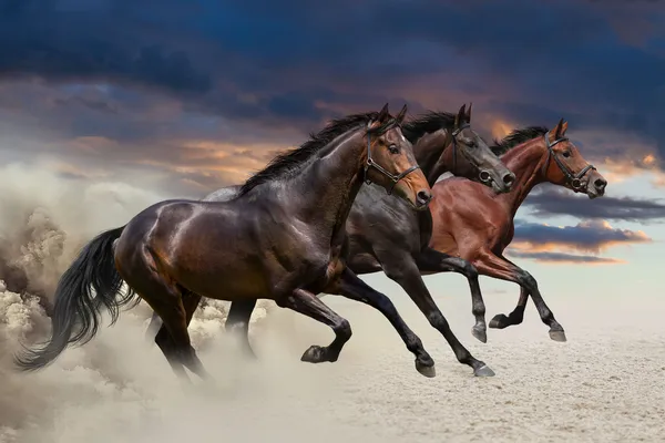 Три лошади в галоп — стоковое фото