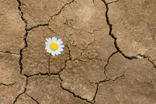 Маргаритка цветок в пустыне Лицензионные Стоковые Фото