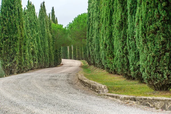 Дорога с деревьями в Тоскане — стоковое фото