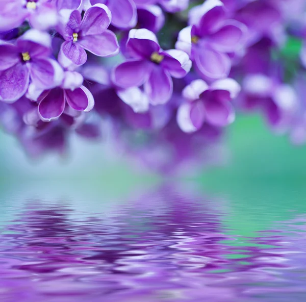 Сиреневый цветочный фон — стоковое фото