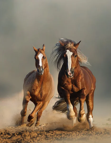 Два диких каштан лошади работает, фронт вид — стоковое фото