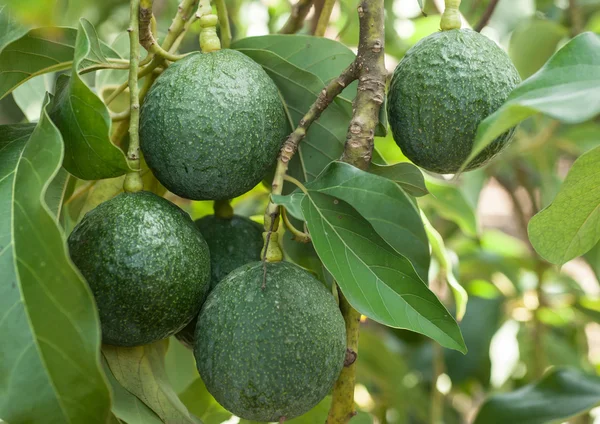 Авокадо плоды, растущие на дереве — стоковое фото