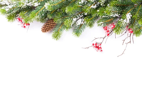 Рождественская елка филиал со снегом — стоковое фото