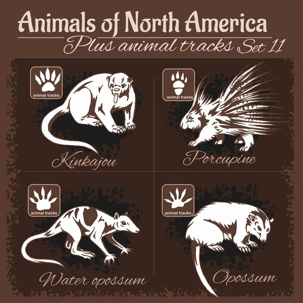 Северная Америка животных и следы животных, следы — стоковый вектор