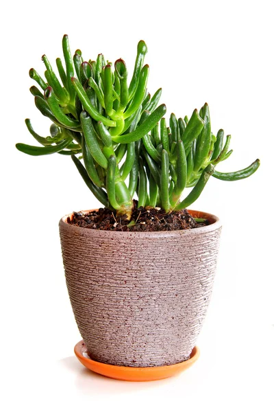 Комнатное растение Толстянка Хоббит — стоковое фото