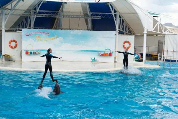 Дельфин-шоу сцена — стоковое фото