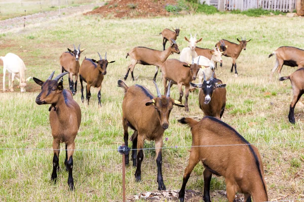 Стадо коз, Аверон, Миди Пиренеи, Франция — стоковое фото
