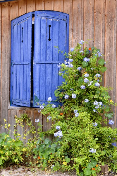 Голубые ставни и цветы — стоковое фото