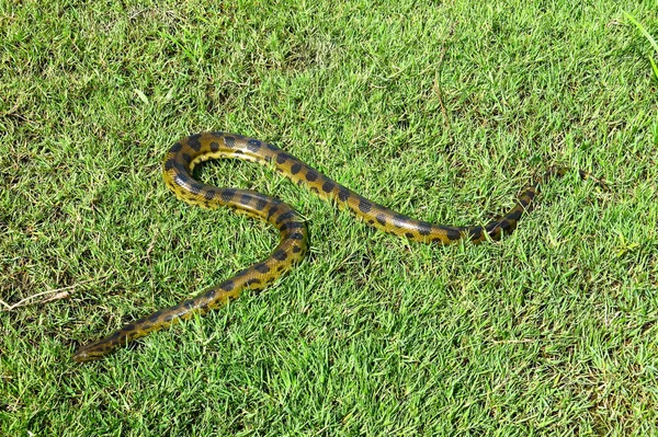 Green anaconda (Eunectes murinus) — стоковое фото