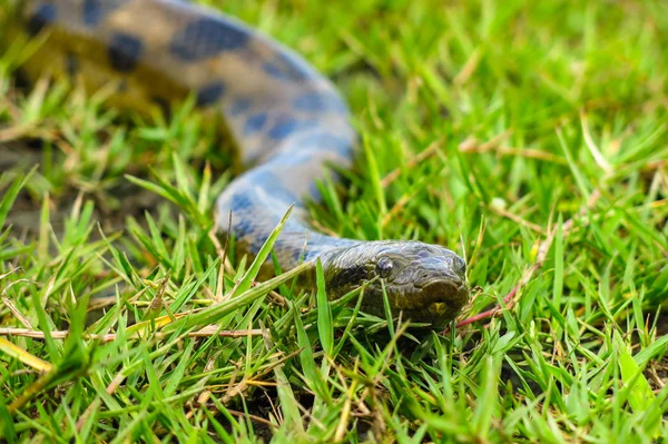 Green anaconda (Eunectes murinus) — стоковое фото