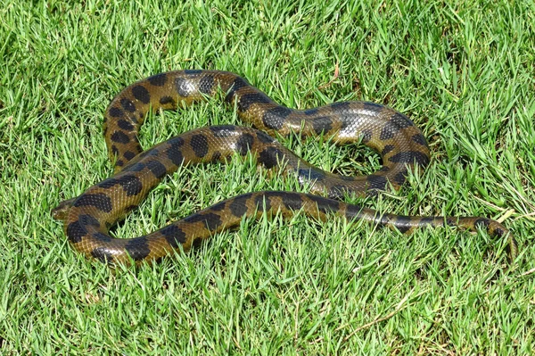 Green anaconda (Eunectes murinus) — стоковое фото