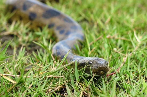 Green anaconda (Eunectes murinus) — стоковое фото