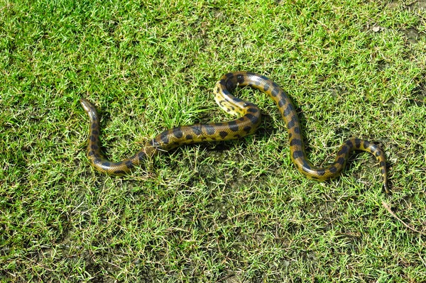 Green anaconda (Eunectes murinus) — стоковое фото