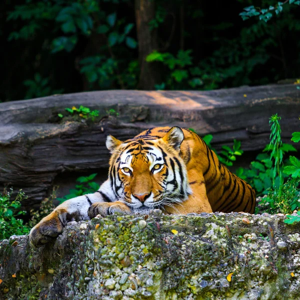 Тигр, лежащих на земле — стоковое фото