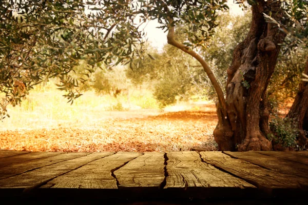 Деревянный стол с оливковым деревом — стоковое фото