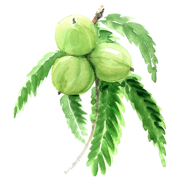 Индийский крыжовник, филлантус эмблика или Амла, зеленые фрукты изолированные, Иллюстрация — стоковое фото