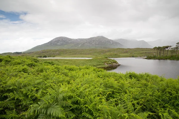 Вид на остров в озеро или река в Ирландии — стоковое фото