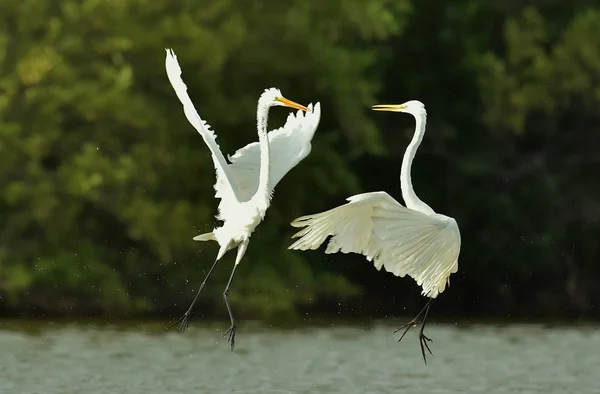 The fighting great egrets (Ardea alba) — стоковое фото