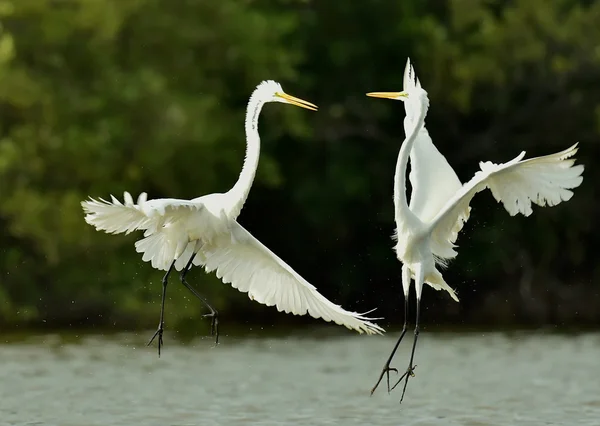 The fighting great egrets (Ardea alba) — стоковое фото