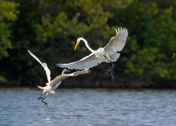 The fighting great egrets (Ardea alba). — стоковое фото