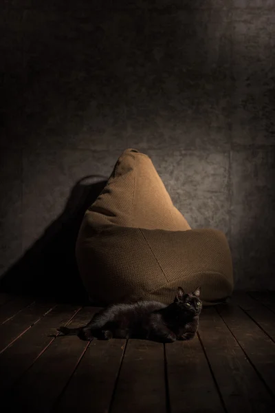 Черная кошка и Beanbag — стоковое фото