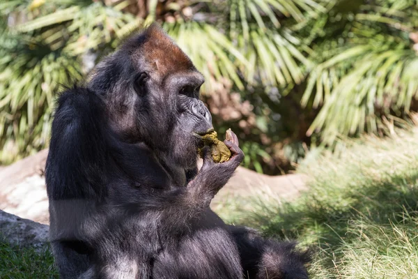Gorilla - (Gorilla gorilla) — стоковое фото