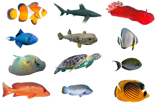 Виды рыб - индекс рыбы Красного моря — стоковое фото