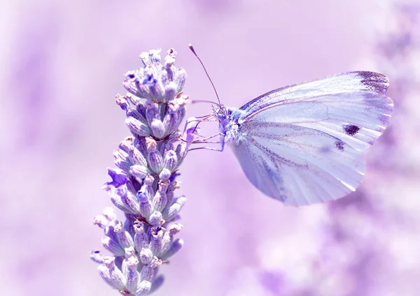 Нежная бабочка на цветок лаванды — стоковое фото