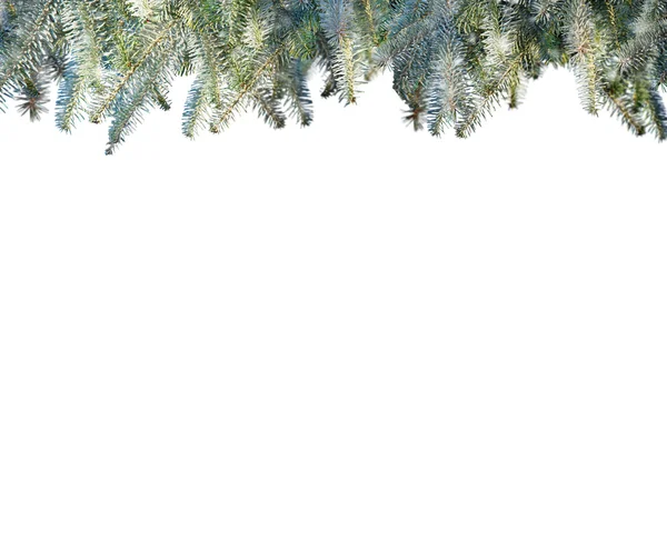 Ветви сосны, изолированные на белом фоне — стоковое фото