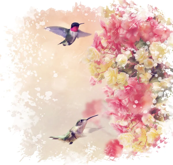 Колибри и цветы Акварель — стоковое фото