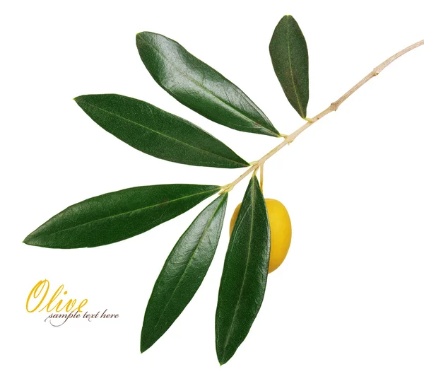 Филиал с зелеными оливками — стоковое фото