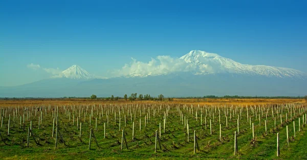 Гора Арарат, виноградники, Араратская долина — стоковое фото